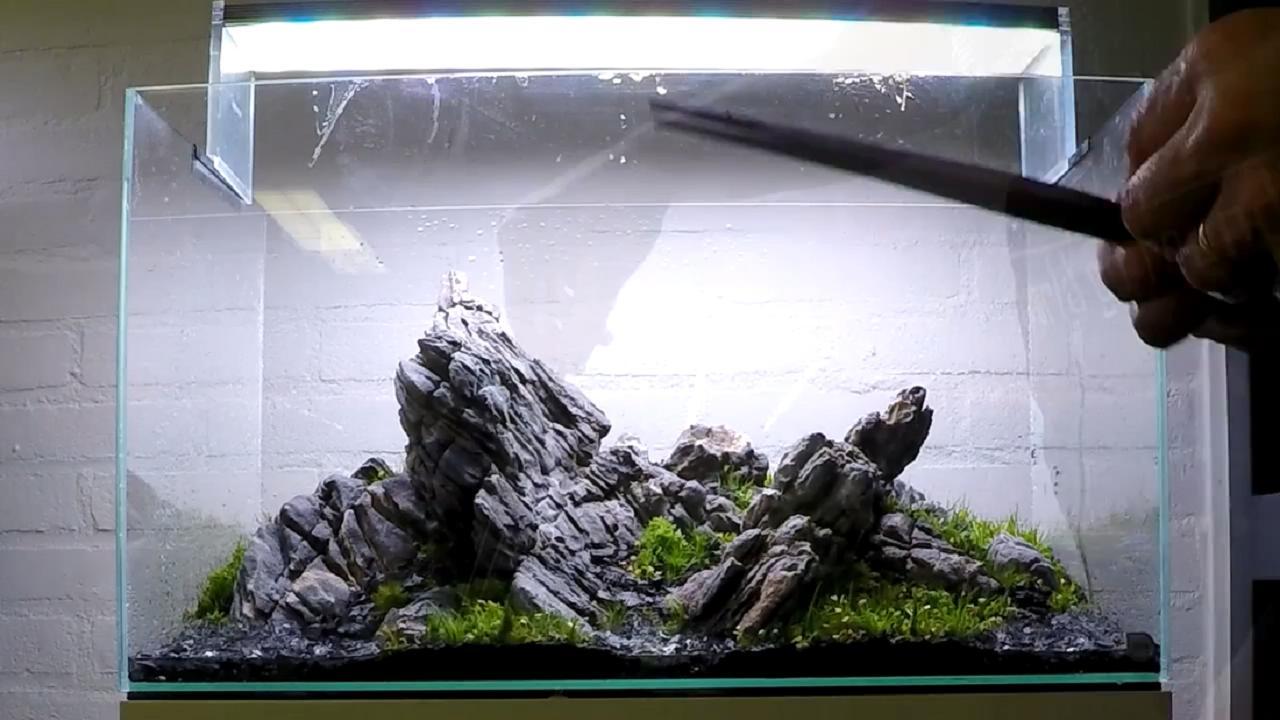 鹿角苔真的能让鱼缸变漂亮吗？