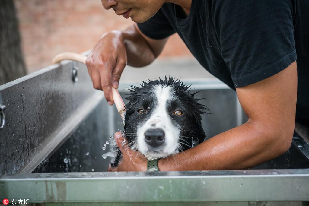 金毛犬训练三个月还没效果是哪里出问题了？