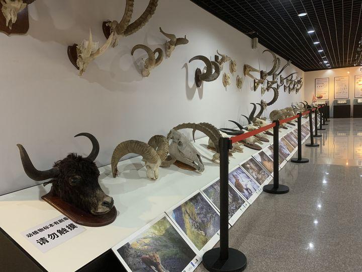 新疆大头鱼到底怎么钓才过瘾？