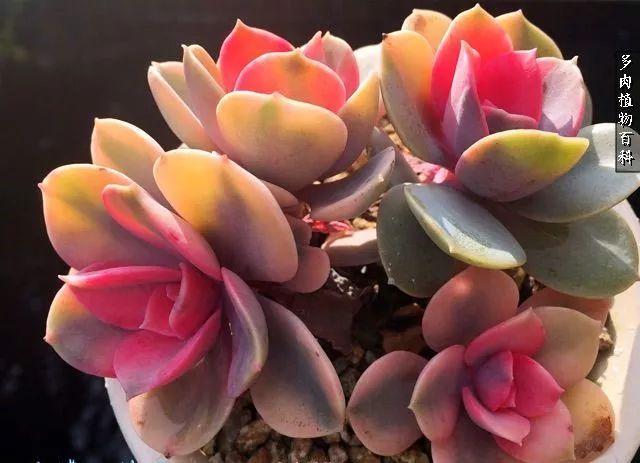 2015年12月29日真的是游戏入坑的好时机吗？