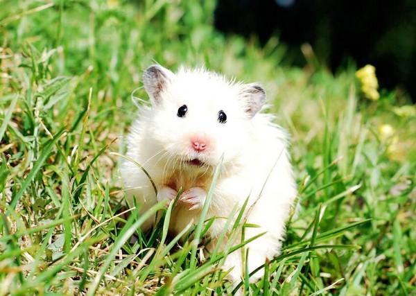 养仓鼠真的像网上说的那么简单吗？