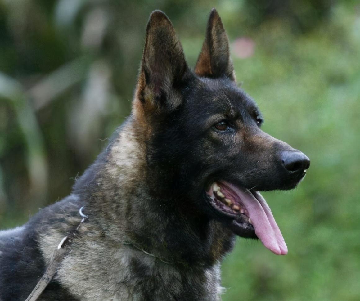 昆明犬真的是最适合新手养的护卫犬吗？