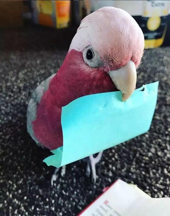 养凤头鹦鹉科真的像养三岁熊孩子吗？