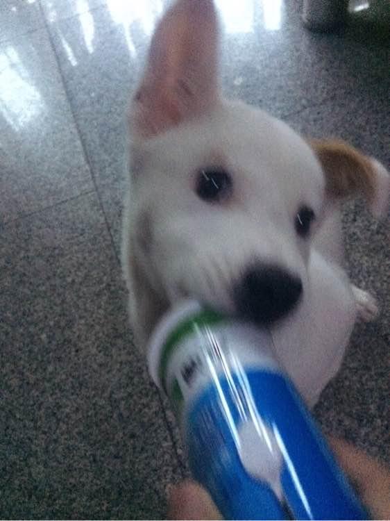 你家狗子突然对邻居的猫献殷勤怎么办？