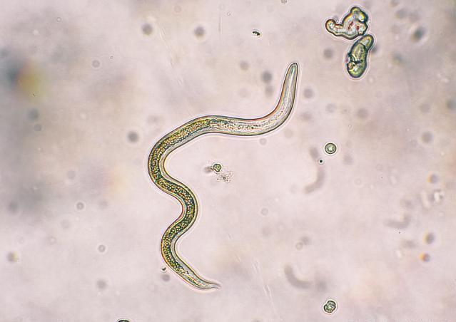 1967年属羊人后半生命运解析：事业、财运、健康全面展望