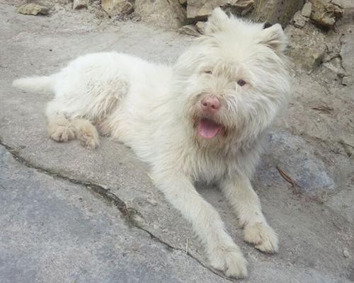 养狮子头藏獒到底有多难？