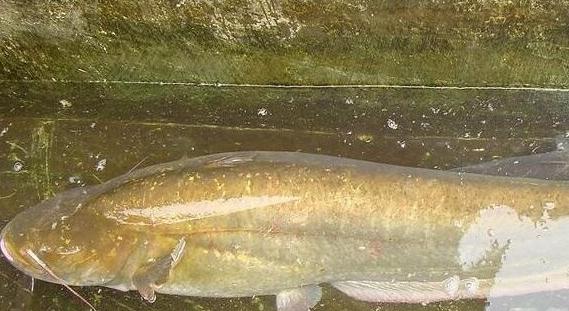 探索哲罗鱼：了解这种独特的原生鱼类的生态与保护