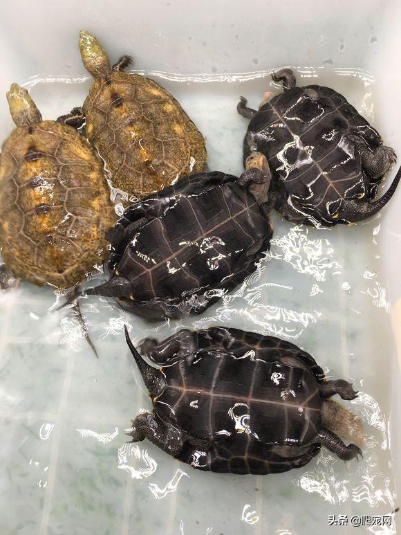 日本石龟怎么养？掌握这些技巧，饲养起来并不难