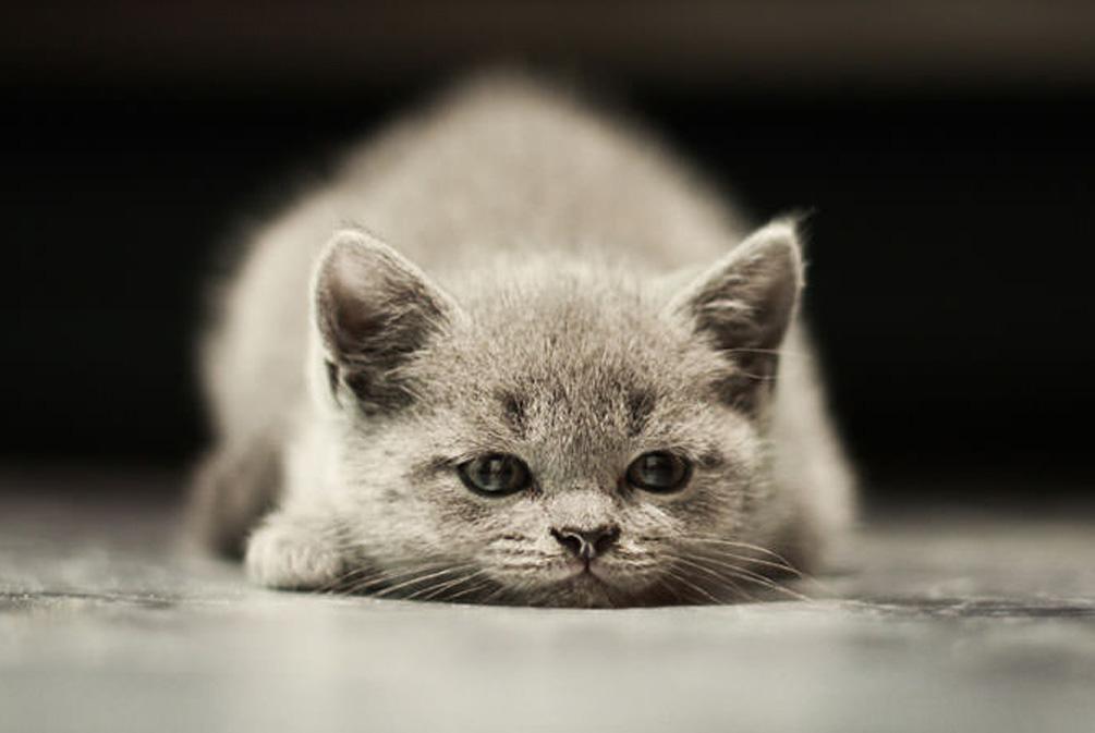 为什么你的敬奎总是用不出大神的效果？