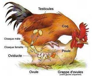 狗狗交配到底有多少门道要掌握？