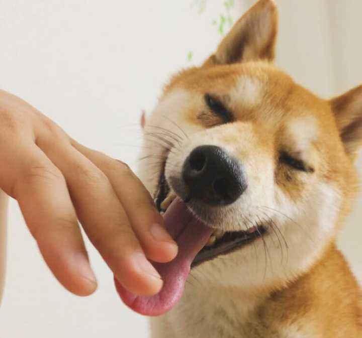 你家狗子突然对邻居的猫献殷勤怎么办？