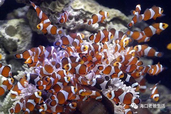 透红小丑怎么玩才能不被队友骂？