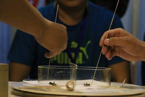 在家养虫子真的能月入过万吗？