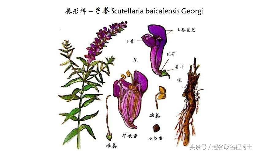 第一次玩沙巴华人论坛该怎么操作？