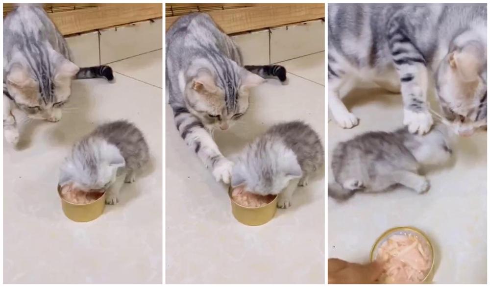 养多伯曼犬真的会后悔吗？