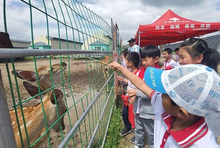 松鼠到底有多聪明？新手必看的超详细观察指南
