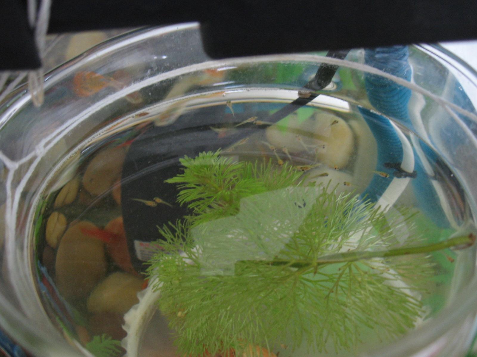 孔雀鱼生小鱼前会有哪些奇怪举动？