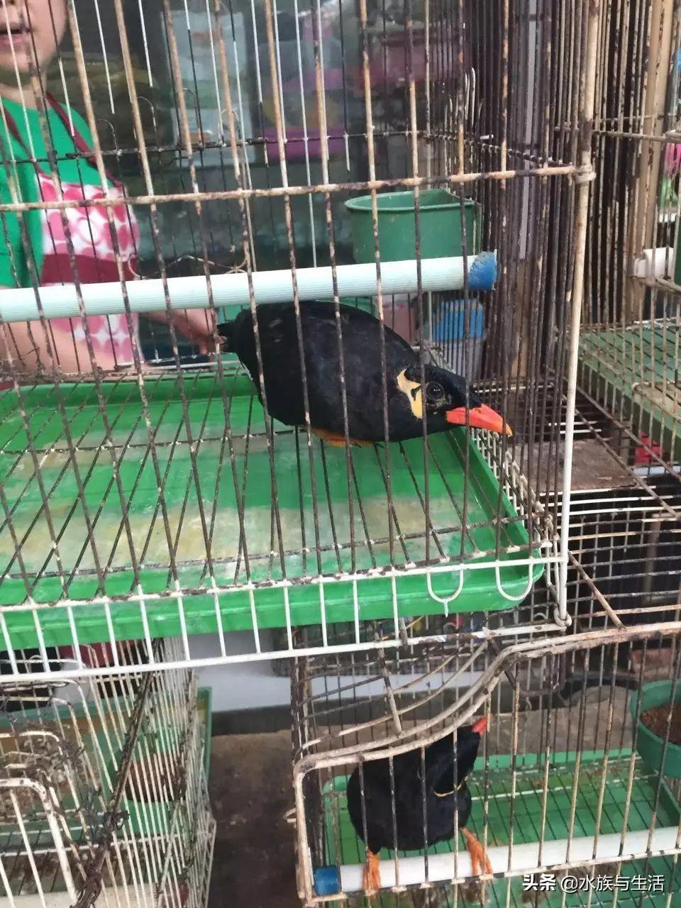 海南鹩哥到底值不值得养？