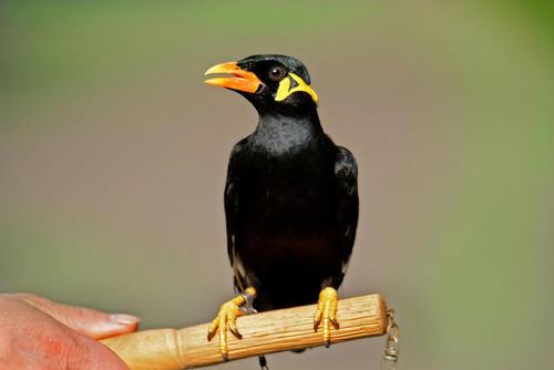 养一只八哥鸟到底要花多少钱？