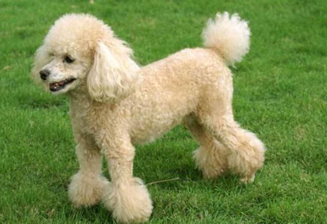 萨摩耶犬的喂养知识:全面指南与实用技巧 萨摩耶犬的喂养知识:全面指南与实用技巧