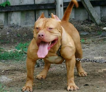 比特犬真的像传说中那么可怕吗? 比特犬真的像传说中那么可怕吗?