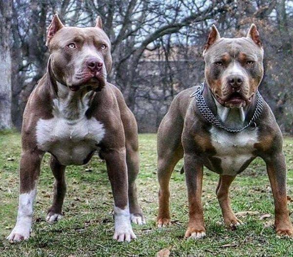 牛头梗和比特犬到底哪个更适合新手养？