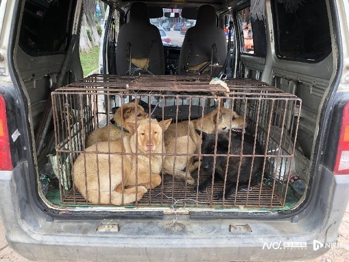 你家狗狗真的能躲过盗狗贼吗？