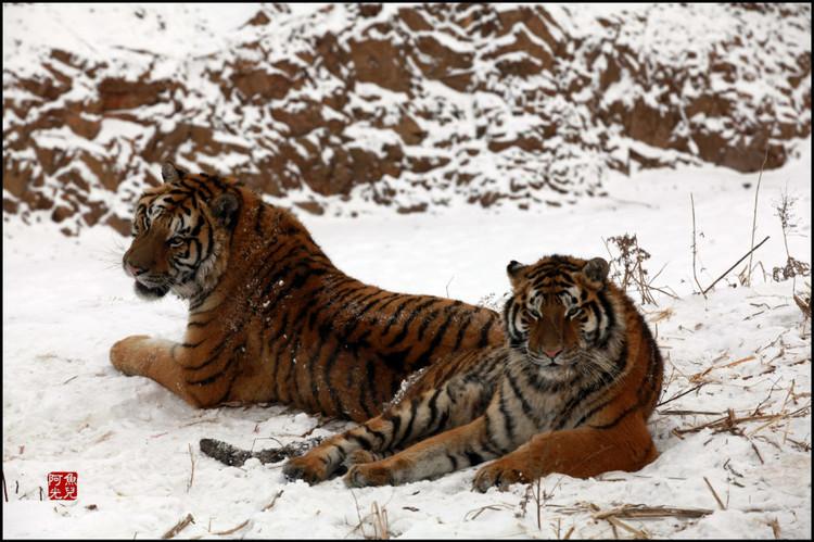 梦见大火烧身是凶兆吗？