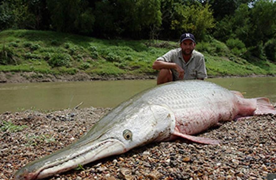 鳄鱼是恐龙时代的活化石吗？