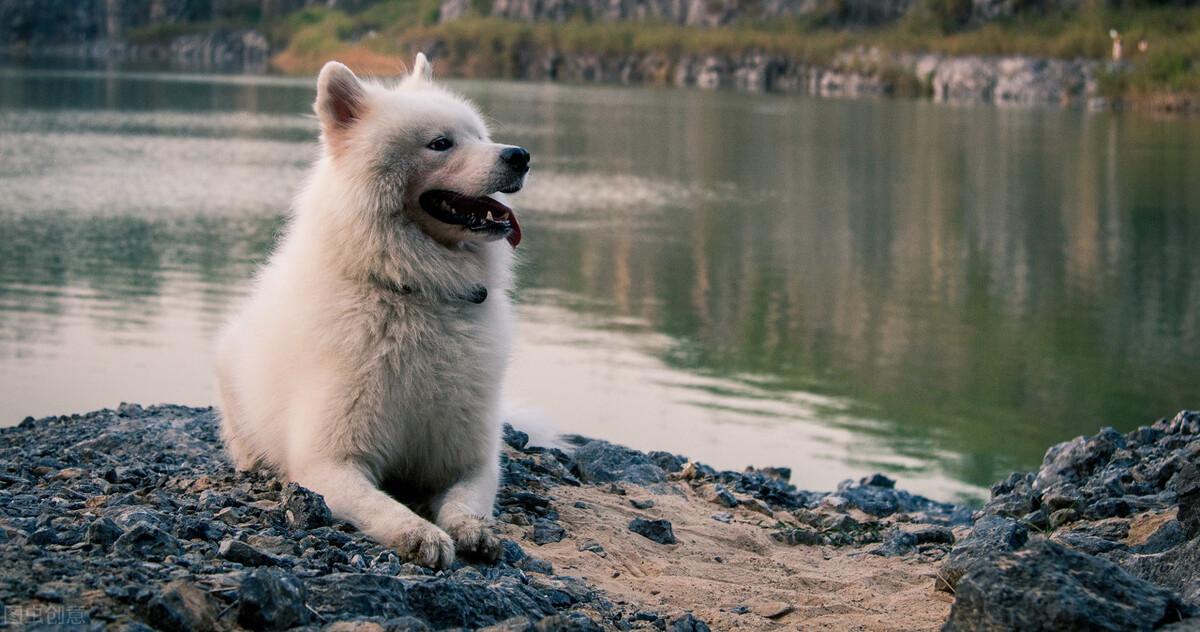 养萨摩耶的注意事项有哪些？全方面技巧大科普