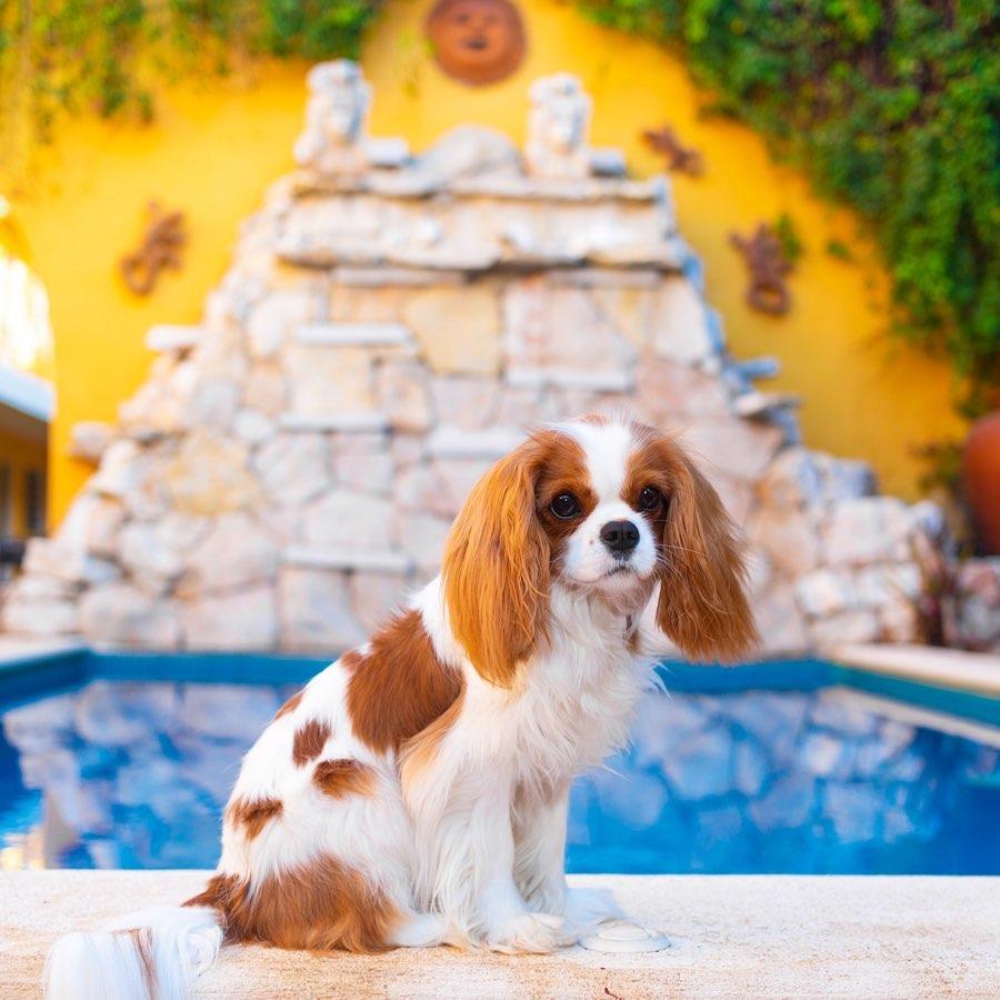 查理士王小猎犬真的适合新手养吗？