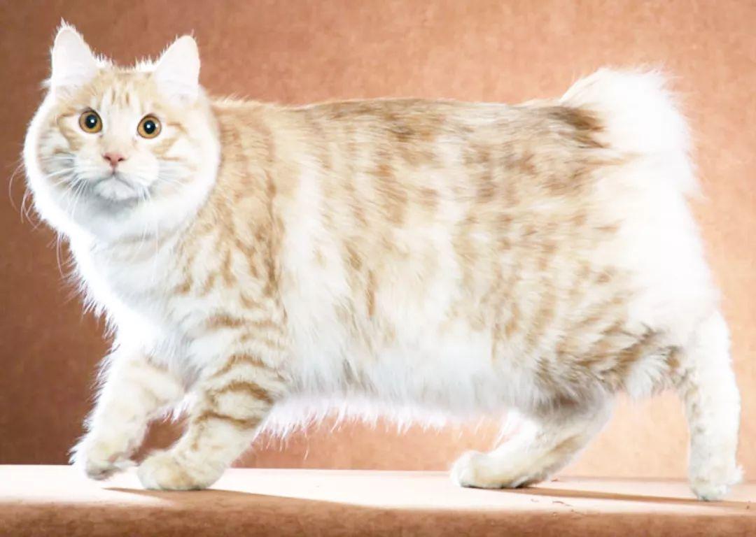 八哥鸟生病了？快来了解它们可以吃什么药