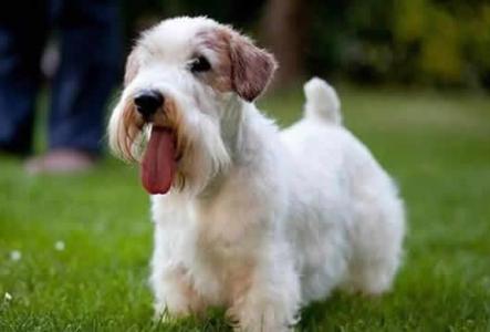 第一次给宠物配种到底要准备些什么？