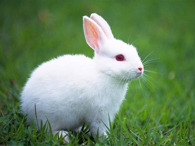 属兔人2013年真的会 害太岁 吗？