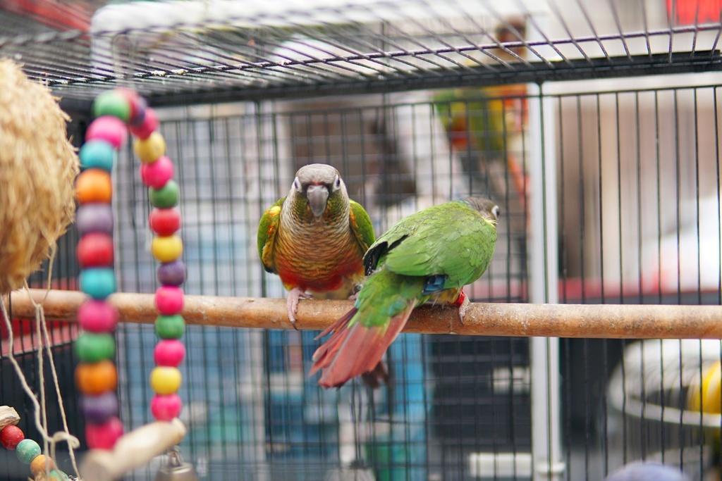 养虹彩吸蜜鹦鹉真的像网上说的那么难吗? 养虹彩吸蜜鹦鹉真的像网上说的那么难吗?