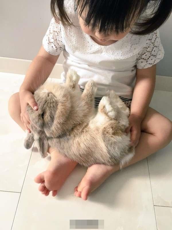 荷兰长毛垂耳兔真的适合新手养吗？