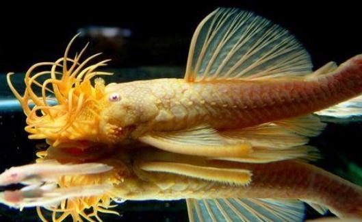 清道夫鱼真的能啃干净鱼缸吗？