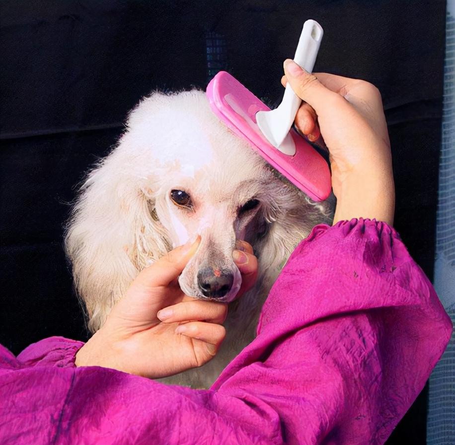 如何有效训练狗狗玩游戏：5个简单步骤让宠物更聪明