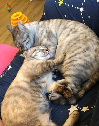 Lalisse这款游戏到底怎么玩才爽？