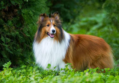 喜乐蒂牧羊犬到底该吃什么狗粮？