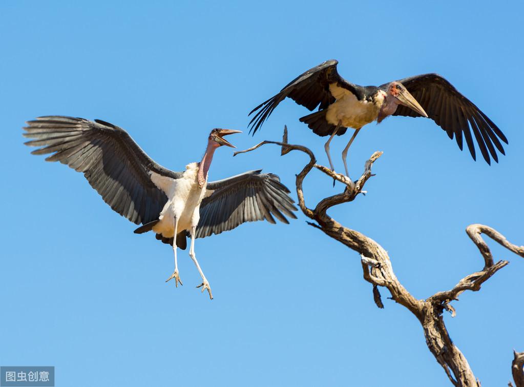 初养鸟者必看：选择容易饲养的鸟类推荐