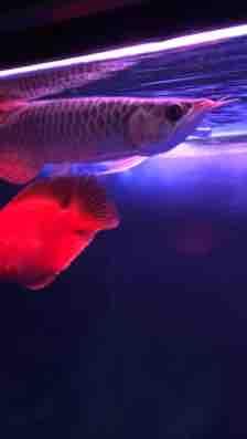 新手养龙鱼真的那么难吗？