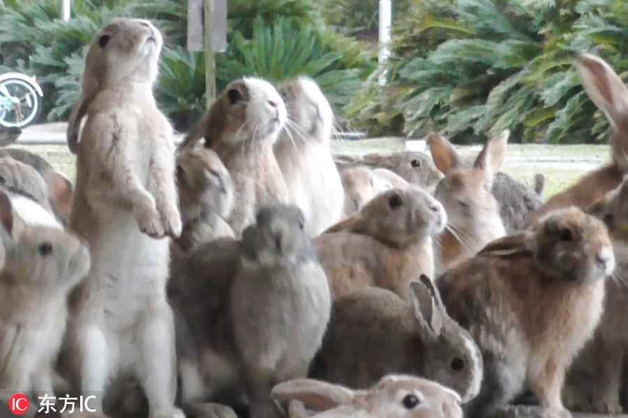 日本这座岛为何被兔子占领了？