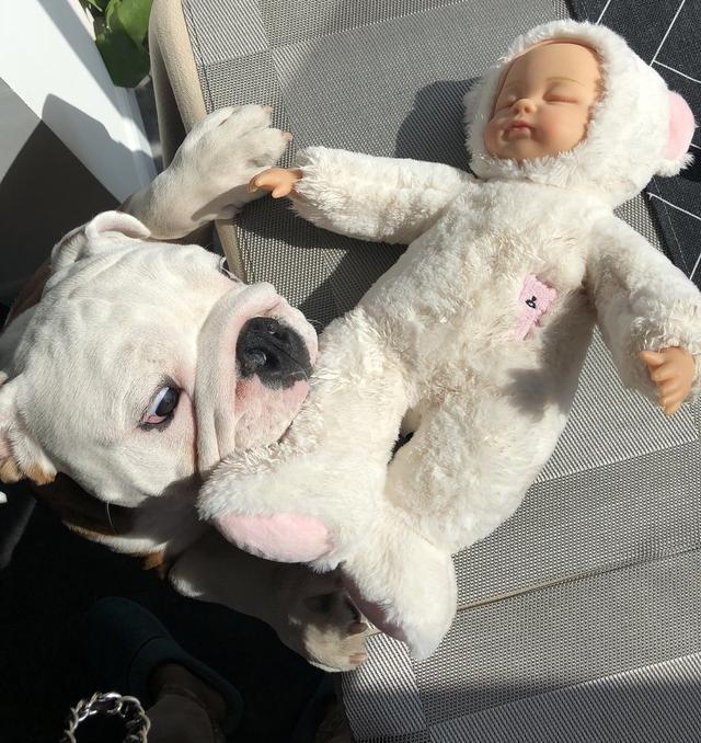 养一只斗牛犬到底要花多少钱？