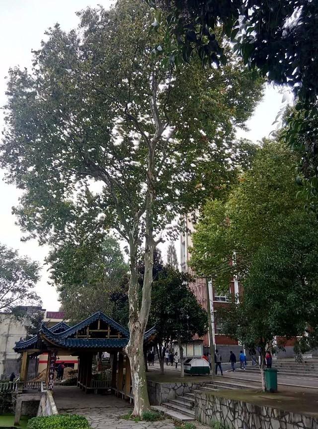 头发突然掉光光究竟是怎么回事？