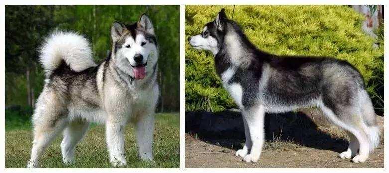 养狗新手必看：银狐犬和萨摩耶到底有啥不同？