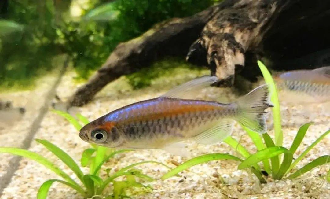 七彩鱼混养指南：哪些鱼可以与七彩鱼和谐共处？