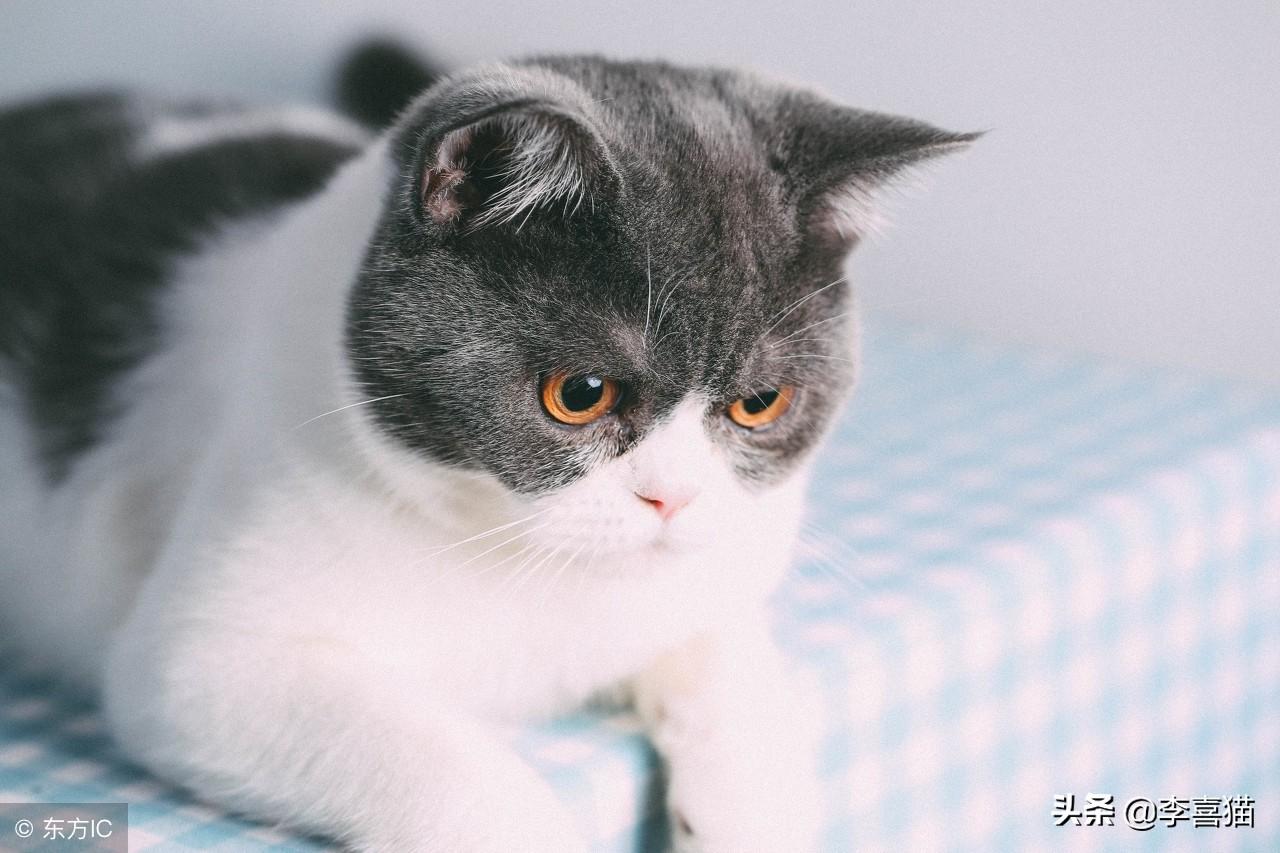 虎皮鹦鹉零下5度会不会冻死？