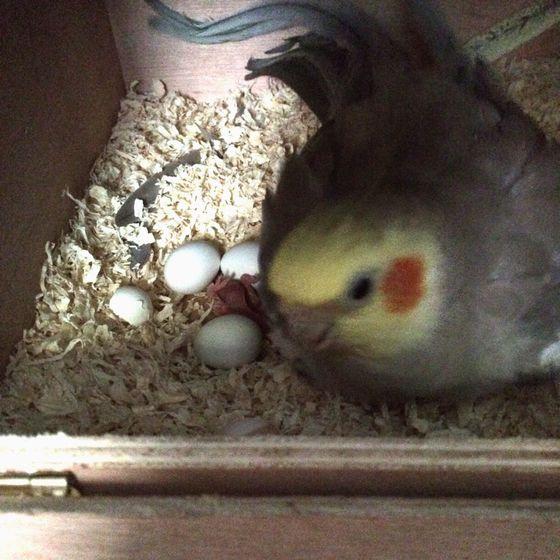 玄凤鹦鹉多少钱一只？