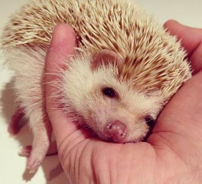 袖珍石猴真的能当宠物养吗？